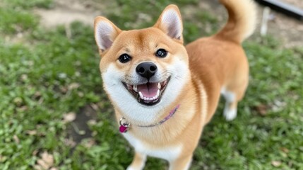 Smiling tan dog stands on grass in an outdoor setting, ideal for pet ads or related content