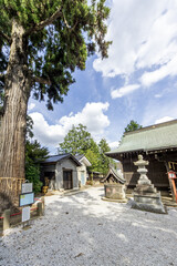 Fototapeta premium Sacred Trees and Shrines of Japan