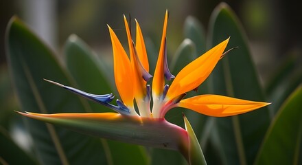 Obraz premium Vibrant Bird of Paradise Flower in Full Bloom.
