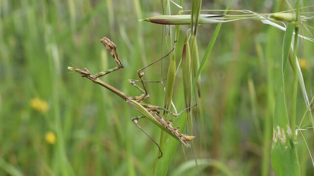 A female of conehead mantis (Empusa pennata) sitting on the herb