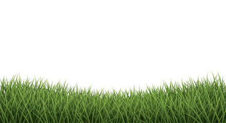 Fresh Grass Field in Sunrise Colors On White