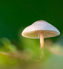 Mushrooms in the forest
