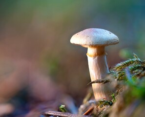 Mushrooms in the forest