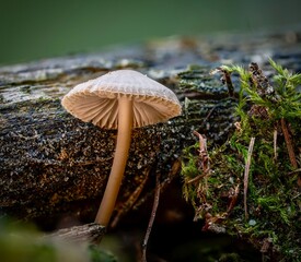Mushrooms in the forest
