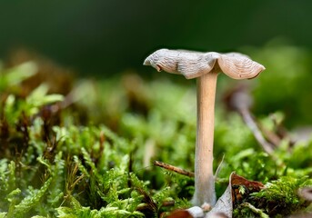 Mushrooms in the forest