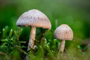 Mushrooms in the forest