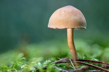 Mushrooms in the forest