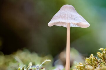 Mushrooms in the forest