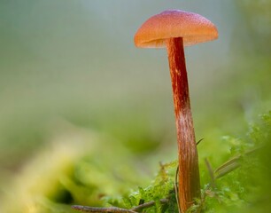 Mushrooms in the forest