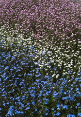 Beautiful Pink Cosmos Flowers in Bloom Meadow
