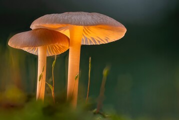 Mushrooms in the forest