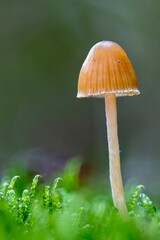 Mushroom in the forest 