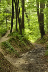 Nature trail lined with lush green trees and a winding path during a sunny day in a tranquil forest