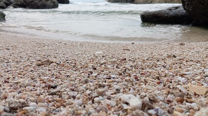 sea shells on the beach