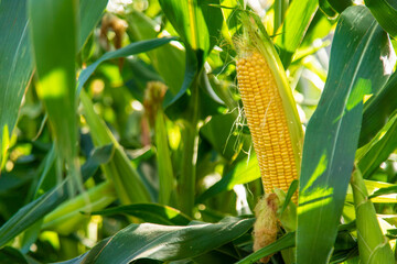 Corn harvest in the garden in the hands of a farmer. selective focus.