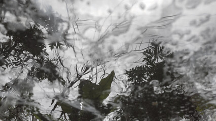 Abstract reflection of dark tree leaves and branches on a rippled water surface under a cloudy sky. Represents nature texture, rain, distortion, melancholy, and wet weather background.