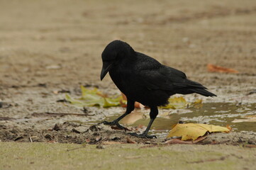 Black crow walking near a puddle surrounded by fallen leaves in a park during autumn