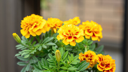 French marigold flower in vibrant yellow that growth in flower pot, close-up at the flower head. 