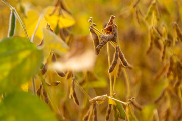 soybean grows on the field. Selective focus.