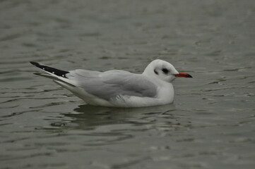 Black-headed gull floats peacefully on the water during a cloudy day at a local park