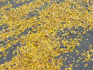 Yellow autumn leaves scattered on asphalt background