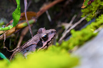 茂みに潜むアカガエル
