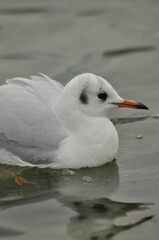 Seagull swimming gracefully in calm water during a cloudy afternoon