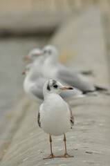 Seagull standing near a calm water body with other gulls resting in the background