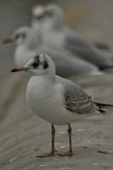Obraz premium Seagull standing calmly by the water's edge with other birds in the background during a cloudy day
