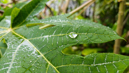 Macro close-up of a large water droplet resting on the vibrant green vein of a wet papaya leaf. Represents freshness, nature, rain, organic texture, and environmental health concept.