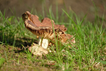old Russula mushroom in green grass. Interesting shape of drying rotting fungus