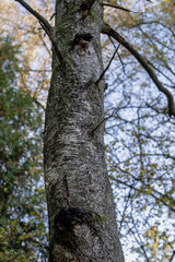 mushroom with the Latin name Inonotus obliquus grew on birch in the forest