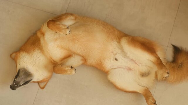 Adorable shiba inu dog sleeping soundly on its back on a tiled floor, twitching its paws and ears while dreaming. Top down view of a relaxed pet resting peacefully in a comfortable position at home