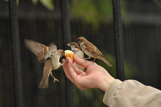 Small birds gather around a hand offering food in a park during a sunny afternoon