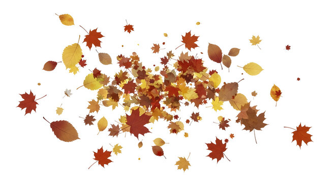 Scattered autumn leaves in various shades of red yellow and brown on a white background in a random pattern