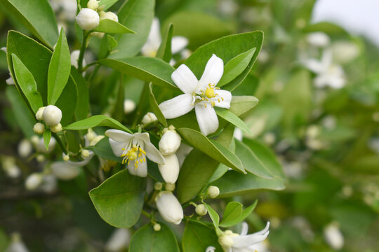 Blossoming orange tree flowers, orange blossoms, Spring harvest, closeup of Orange tree branches with flowers and leaves, buds and leaves, white little flower closeup, Chakwal, Punjab, Pakistan