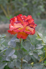 Beautiful red rose flower closeup in garden, A very beautiful red rose flower bloomed on the rose tree, Rose flower closeup, bloom flowers, Natural spring flower, Natural floral background,