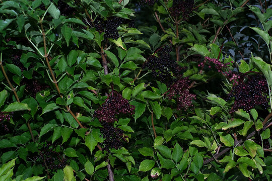 Clusters of Dark Elderberries Ripening on a Green Bush