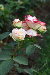 Beautiful pink white rose flower closeup in garden, A very beautiful pink white rose flower bloomed on the rose tree, Rose flower closeup, bloom flowers, Natural spring flower floral background
