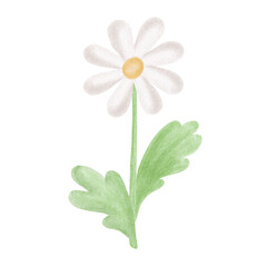 Watercolor chamomile flower with leaves in kids style. Daisy with white petals illustration for Easter greeting card. Hand-drawn isolated cute sketch of flowering plant Floral clip art for baby shower