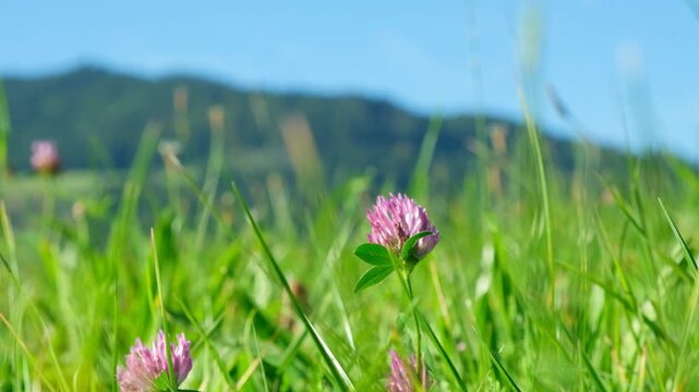 Red Clover Trifolium pratense in Slow Motion on an Alpine Meadow