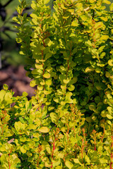 Lush green leaves glisten under sunlight, showing vibrant life in a serene garden environment
