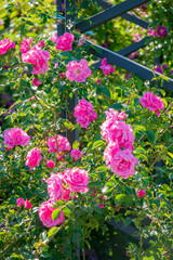 Colorful pink roses thrive under the sun, surrounded by rich green leaves in a vibrant garden