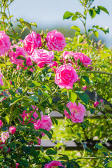 Lush pink roses thrive, surrounded by greenery under a clear blue sky, radiating beauty and life