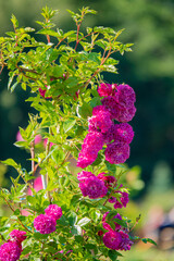 Blooming pink roses fill the garden with color and fragrance, showcasing nature's beauty in spring