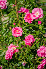 Delicate pink roses burst into bloom in a vibrant garden, surrounded by fresh green foliage