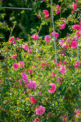 Colorful pink roses flourish in lush greenery, basking in warm sunlight during springtime