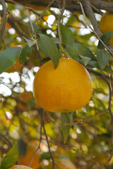 ripe oranges on tree, close-up of a beautiful orange tree with orange, fruit hanging on a tree, Close-up of ripe oranges hanging on a tree in an orange plantation garden, Chakwal, Punjab, Pakistan