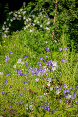 Obraz premium Wildflowers in shades of purple and white flourish under the sun in a lush green meadow