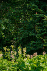 Wildflowers bloom in sunlight with a vibrant green forest providing a serene backdrop